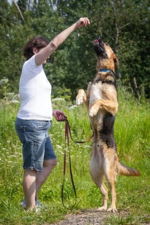 Wulfi sucht ein aktives Zuhause