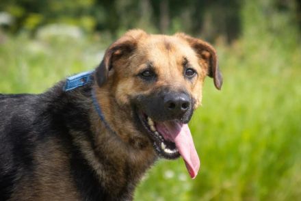 Wulfi sucht ein aktives Zuhause