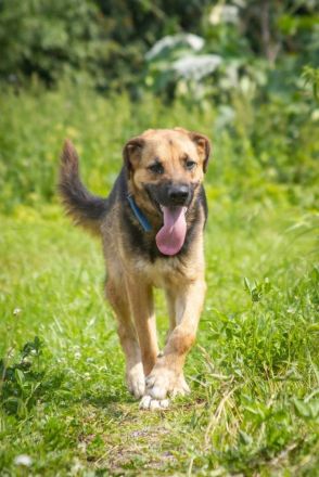 Wulfi sucht ein aktives Zuhause