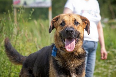 Wulfi sucht ein aktives Zuhause