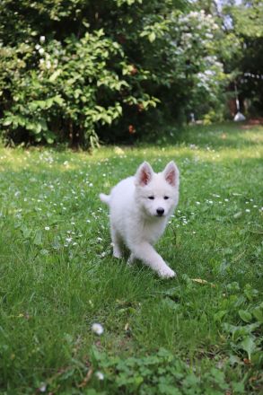 Weisse Schweizer Schäferhund Welpen