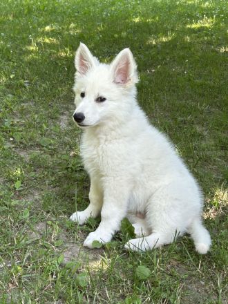 Weisse Schweizer Schäferhund Welpen