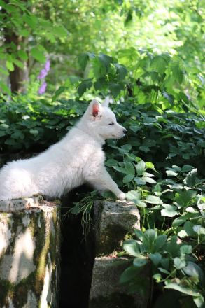 Weisse Schweizer Schäferhund Welpen