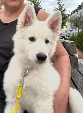 Weisse Schweizer Schäferhund Welpen