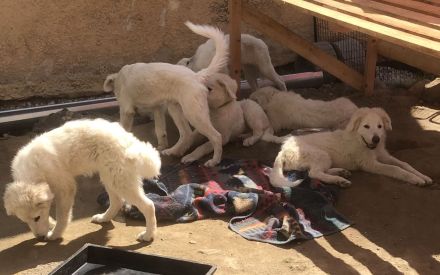 Pyrenäenberghund / Maremmano