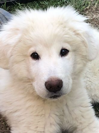 Pyrenäenberghund / Maremmano