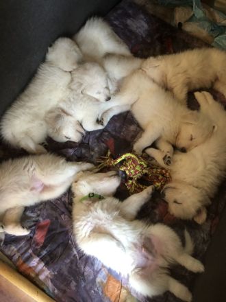 Pyrenäenberghund / Maremmano