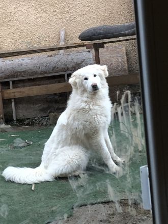 Pyrenäenberghund / Maremmano