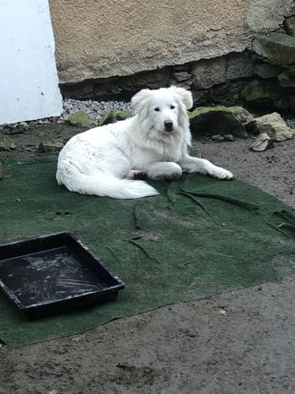 Pyrenäenberghund / Maremmano