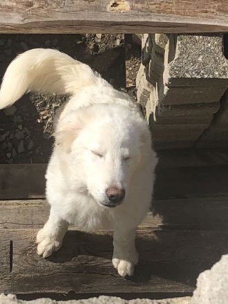 Pyrenäenberghund / Maremmano