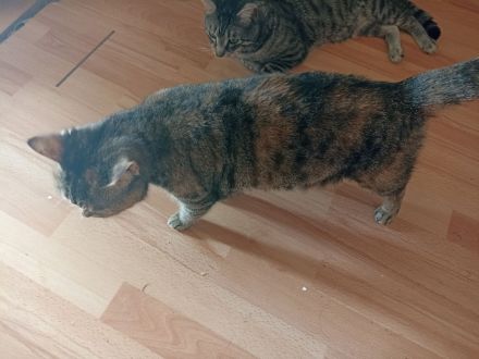 BKH Maincoon Mix kitten