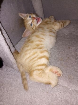 BKH Maincoon Mix kitten