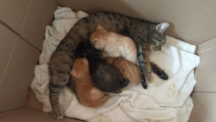 BKH Maincoon Mix kitten