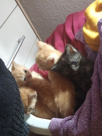 BKH Maincoon Mix kitten