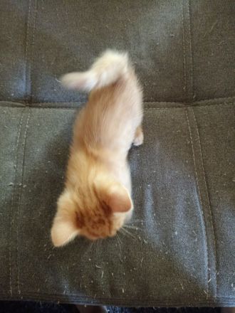 BKH Maincoon Mix kitten