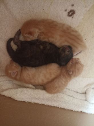 BKH Maincoon Mix kitten