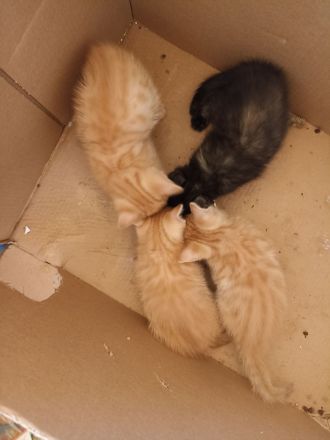 BKH Maincoon Mix kitten