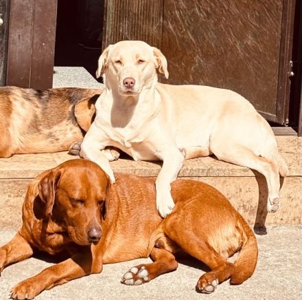 Labrador-Welpen, weiß, redfox und braun