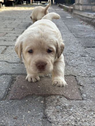 Labrador-Welpen, weiß, redfox und braun