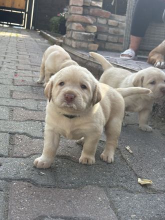 Labrador-Welpen, weiß, redfox und braun
