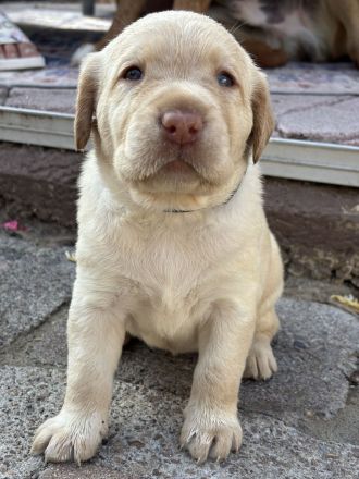 Labrador-Welpen, weiß, redfox und braun