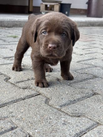Labrador-Welpen, weiß, redfox und braun
