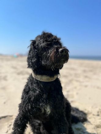 Portugiesischer Wasserhund-Welpe von der Welpenkrippe®