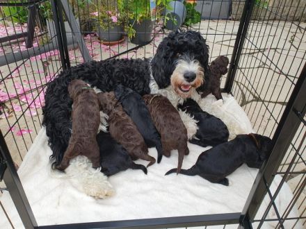 Portugiesischer Wasserhund-Welpe von der Welpenkrippe®