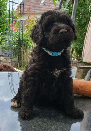 Portugiesischer Wasserhund-Welpe von der Welpenkrippe®