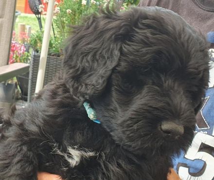 Portugiesischer Wasserhund-Welpe von der Welpenkrippe®