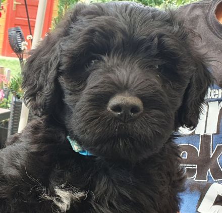 Portugiesischer Wasserhund-Welpe von der Welpenkrippe®