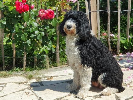 Portugiesischer Wasserhund-Welpe von der Welpenkrippe®