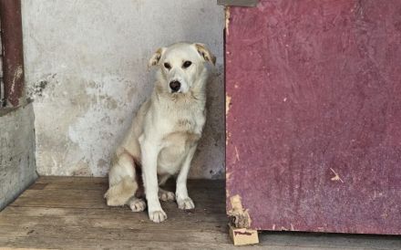 Sensibler Bulli sucht liebevolles Zuhause