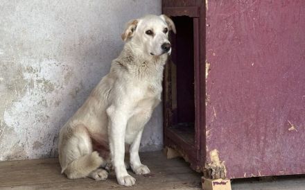 Sensibler Bulli sucht liebevolles Zuhause