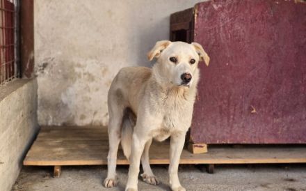 Sensibler Bulli sucht liebevolles Zuhause