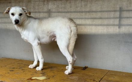 Sensibler Bulli sucht liebevolles Zuhause