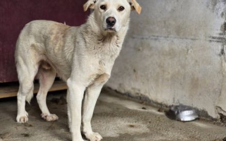 Sensibler Bulli sucht liebevolles Zuhause