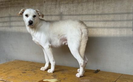 Sensibler Bulli sucht liebevolles Zuhause