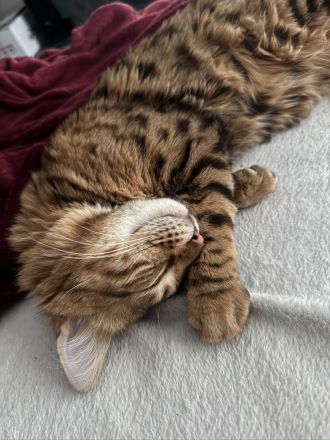 Cashmere Bengal Kater sucht neues Zuhause