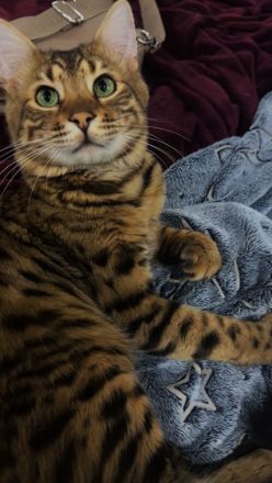 Cashmere Bengal Kater sucht neues Zuhause
