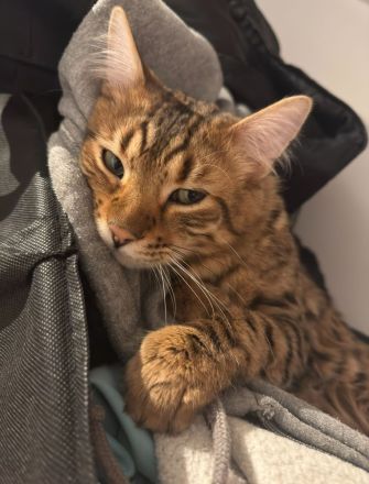 Cashmere Bengal Kater sucht neues Zuhause