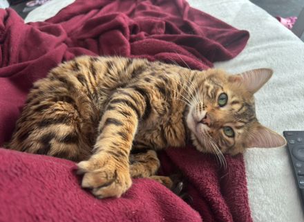 Cashmere Bengal Kater sucht neues Zuhause