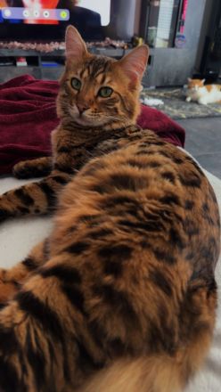 Cashmere Bengal Kater sucht neues Zuhause