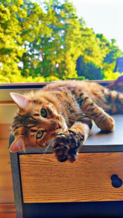 Cashmere Bengal Kater sucht neues Zuhause