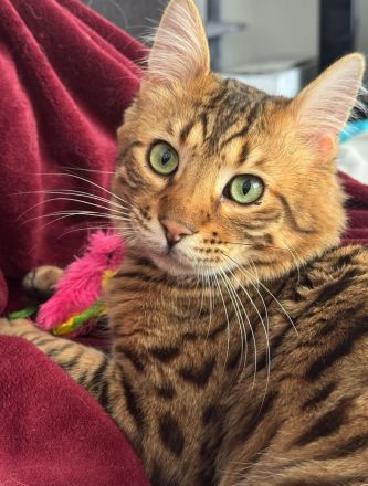 Cashmere Bengal Kater sucht neues Zuhause