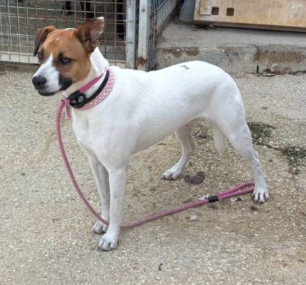 Nikita sucht eine Familie!