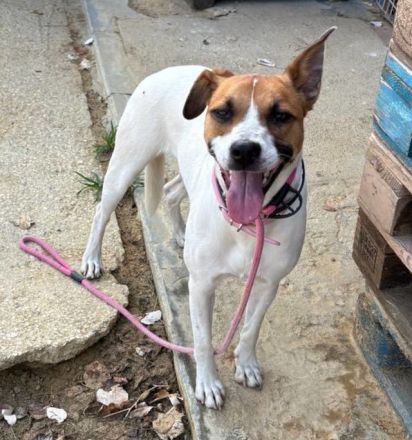 Nikita sucht eine Familie!