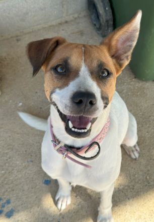 Nikita sucht eine Familie!