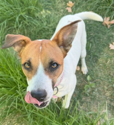 Nikita sucht eine Familie!