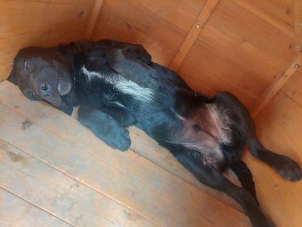 Feri, hat das Zeug für einen tollen Familienhund Tierschutz